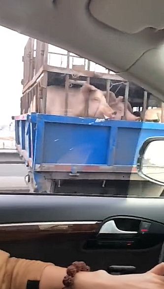 男子在路上遇到运猪车，只是盯着猪看了一会，猪的反应让男子自卑
